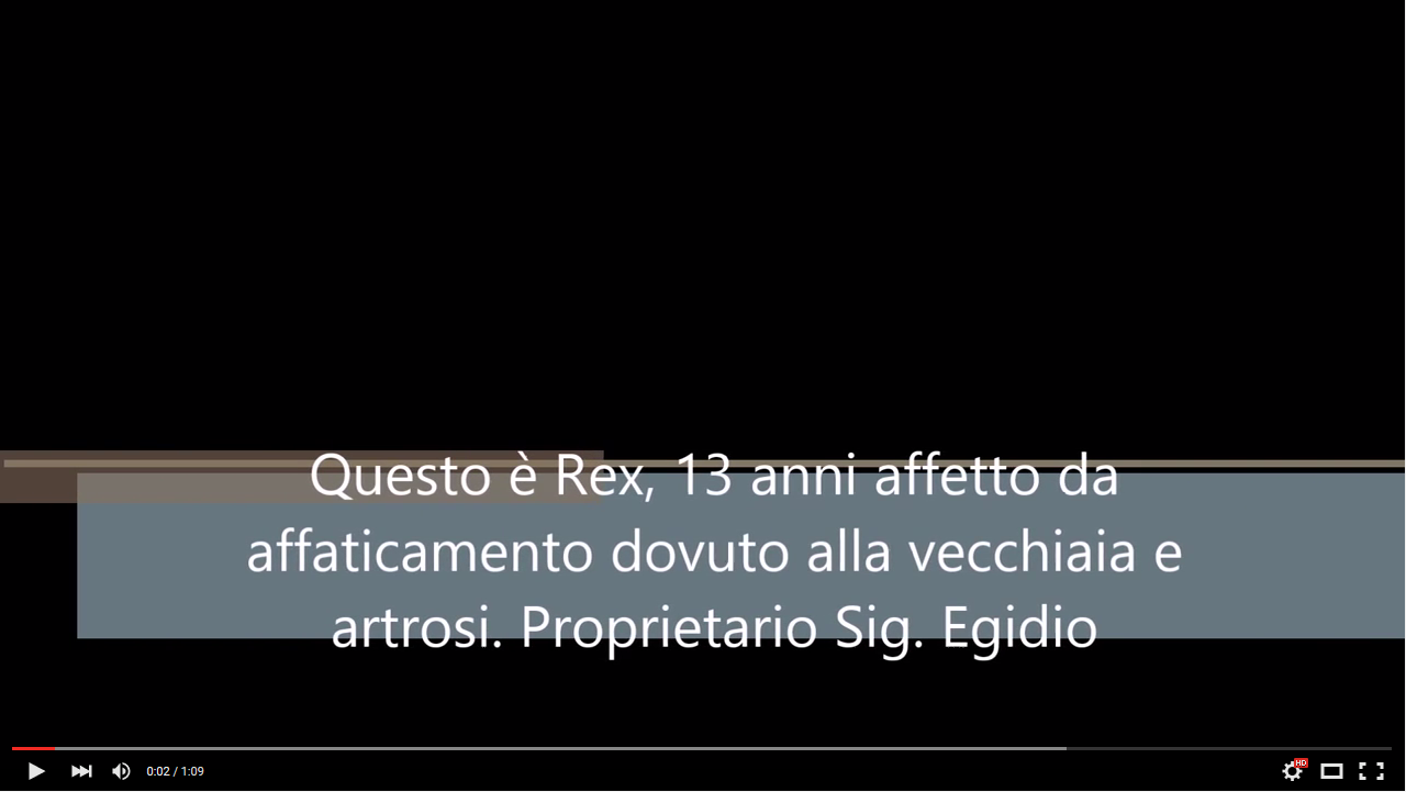 Rex del sig. Egidio. Rex ha 13 anni, il suo problema è affaticamento dovuto dalla vecchiaia e in più l'artrosi.