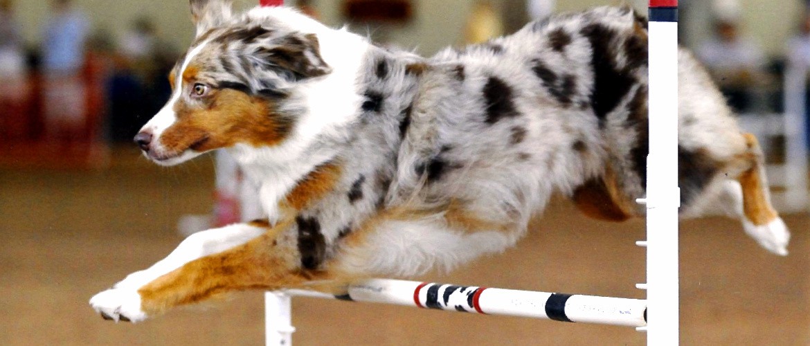 agility dog